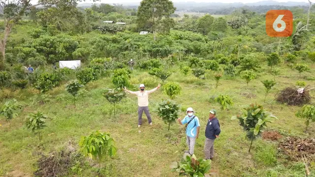 Kebun Kopi di Kutai Kartanegara