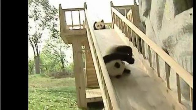 6 Potret Hewan Main Perosotan Ini Kocak, Tampak Gembira Bak Manusia