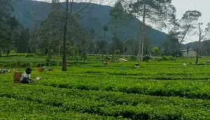 Studi Ungkap Manfaat Shinrin-Yoku, Berjalan di Alam untuk Turunkan Tekanan Darah
