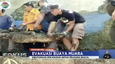 Penyerahan dilakukan lantaran sang pemilik sudah tidak sanggup memelihara buaya yang telah dipeliharanya selama 10 tahun itu.