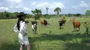 Tak hanya berinteraksi dengan kuda, Yasmin juga mencoba menggembalakan sapi seperti layaknya seorang koboi. Dengan sepatu bot dan senyuman lebar, ia berdiri penuh gaya sambil memandang kamera. Kehadiran sapi-sapi yang merumput di latar belakang semakin melengkapi suasana otentik ala koboi yang ia jalani.  (Liputan6.com/IG/@yasminnapper)