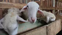 Kolagen Kulit Kambing dan Domba Berpotensi Kendalikan Tekanan Darah