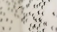 Nyamuk Aedes Aegypti terlihat di laboratorium Oxitec di Campinas, Brasil, (2/2/2016). Sekitar empat ribu bayi di Brasil lahir dengan kepala kecil (microchepaly) akibat wabah Zika. (REUTERS/Paulo Whitaker)