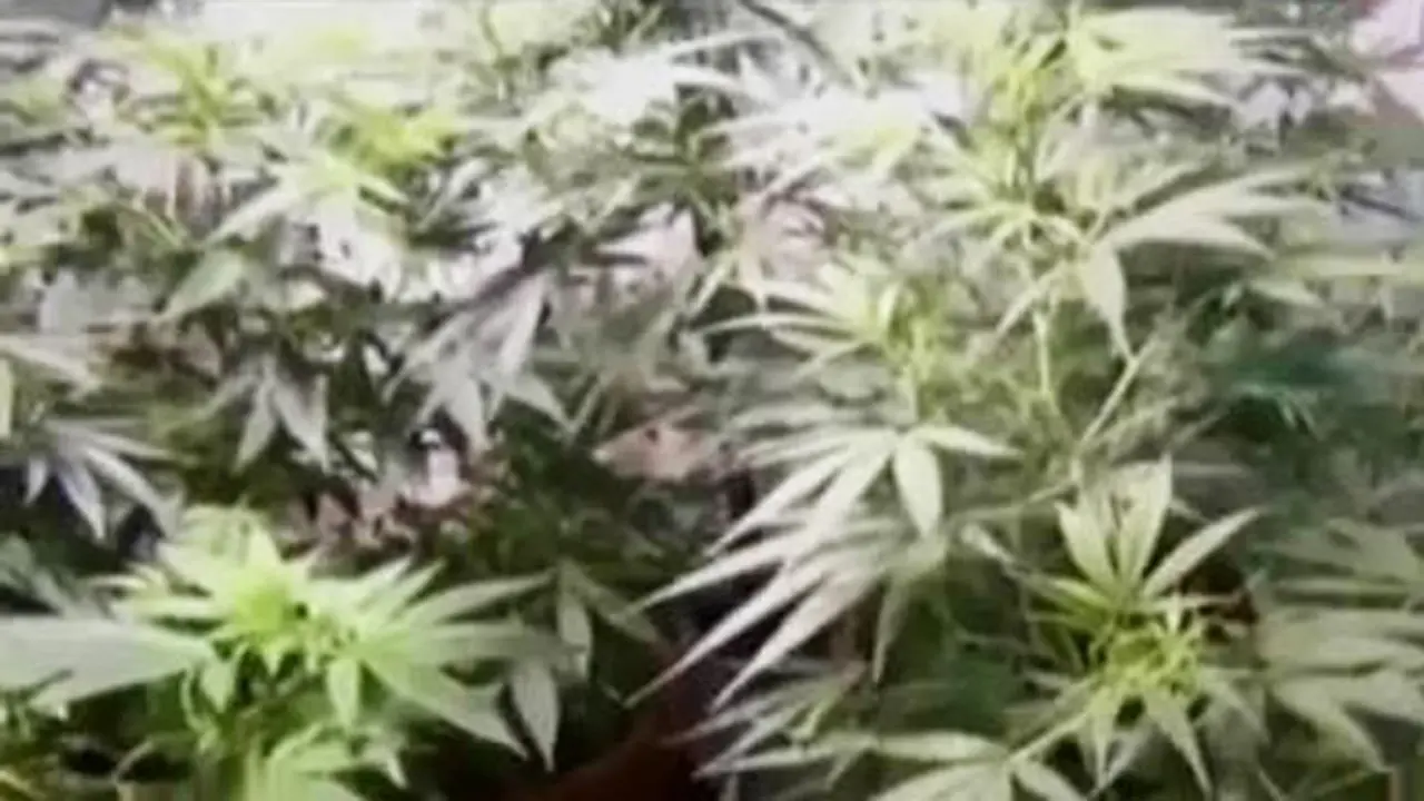 Kurir Ganja Cilik
