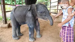 Bayi gajah kembar yang lahir minggu lalu di kamp kayu di Myanmar berkembang pesat setelah beberapa hari pertama yang tidak stabil di dunia, kata para pejabat kepada AFP pada hari Kamis. (Sai Aung MAIN / AFP)