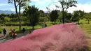 Para wisatawan berjalan-jalan di padang rumput muhly berwarna pink di Taman Niugangshan di Fuzhou, Provinsi Fujian, China tenggara, pada 11 Oktober 2020. (Xinhua/Wei Peiquan)