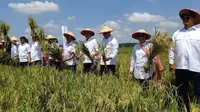 Panen Raya, 4 BUMN Serap 176,2 Ton Gabah Petani di Jatim