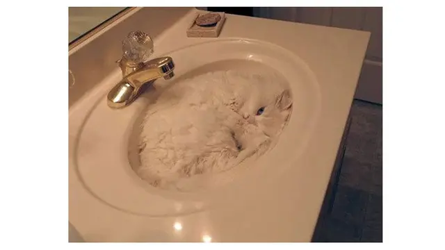 10 Potret Ini Buktikan Kucing Mampu Tidur di Mana Saja, Nyaman Banget