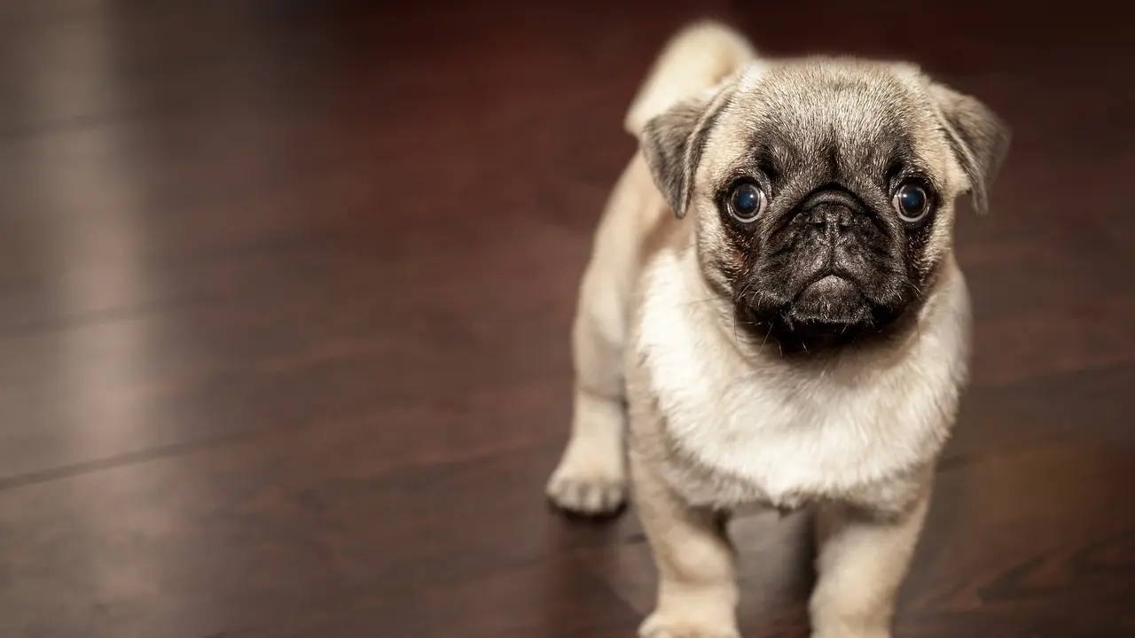 Ilustrasi Anak Anjing