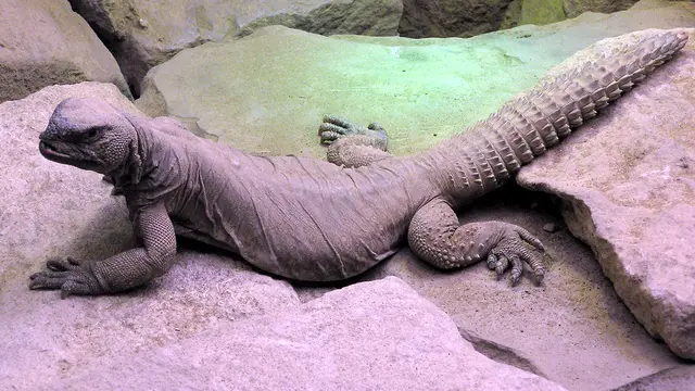Egyptian Lizard atau dhab. (Foto: Wikimedia commons/Arpingstone)