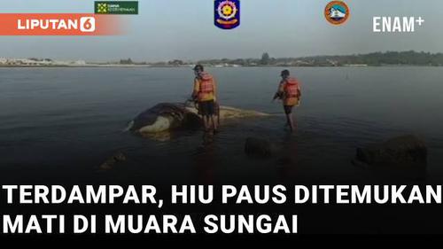 VIDEO: Terdampar, Seekor Hiu Paus Ditemukan Mati di Muara Sungai