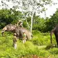 Dua gajah latih yang dikerahkan BBKSDA Riau untuk mengatasi gajah liar masuk kebun dan pemukiman di Indragiri Hulu. (Liputan6.com/Dok BBKSDA Riau/M Syukur)