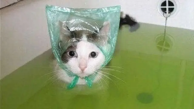 6 Potret Lucu Kucing saat Mandi Ini Curi Perhatian, Bikin Gemas