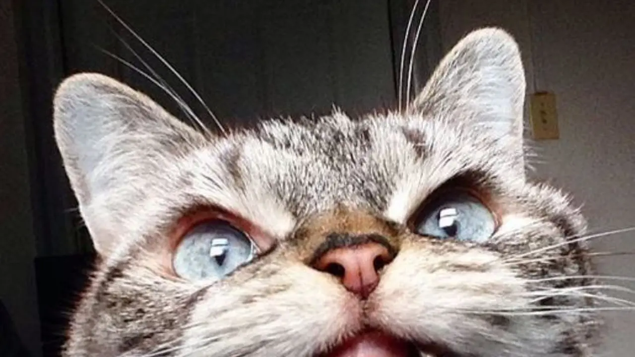 Kucing Mirip Vampir Ini Bikin Kamu Nggak Takut Lagi Sama Hantu