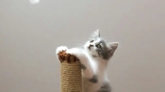 Potret Kucing dengan Pose Lucu dan Menggemaskan