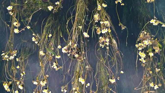Foto dari udara menunjukkan pemandangan bunga Ottelia acuminata di Sungai Chengjiang di Kota Daxing yang berada di Wilayah Otonom Etnis Yao Du'an, Daerah Otonom Etnis Zhuang Guangxi, China selatan (28/10/2020). (Xinhua/Lu Boan)