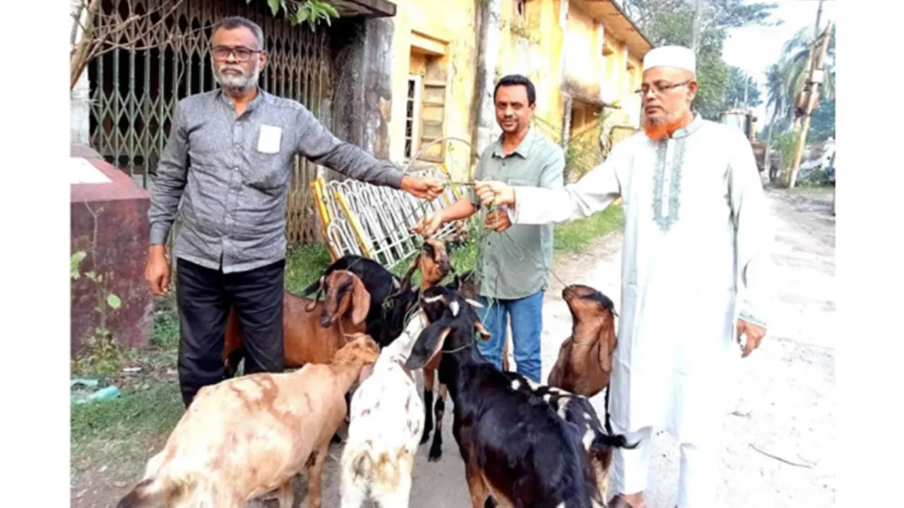 9 Kambing Dibebaskan Usai Setahun Dipenjara, Alasannya Bikin Geleng Kepala