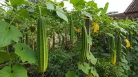 Cara Membuat Kebun Gambas Gantung agar Buah Tidak Bengkok dan Hasil Panen Lebih Rapi