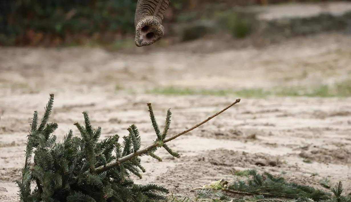 Dengan menggunakan belalai seekor gajah mengambil pohon Natal di kandangnya di kebun binatang Zoologischer Garten di Berlin pada 4 Januari 2024. (Odd ANDERSEN/AFP)