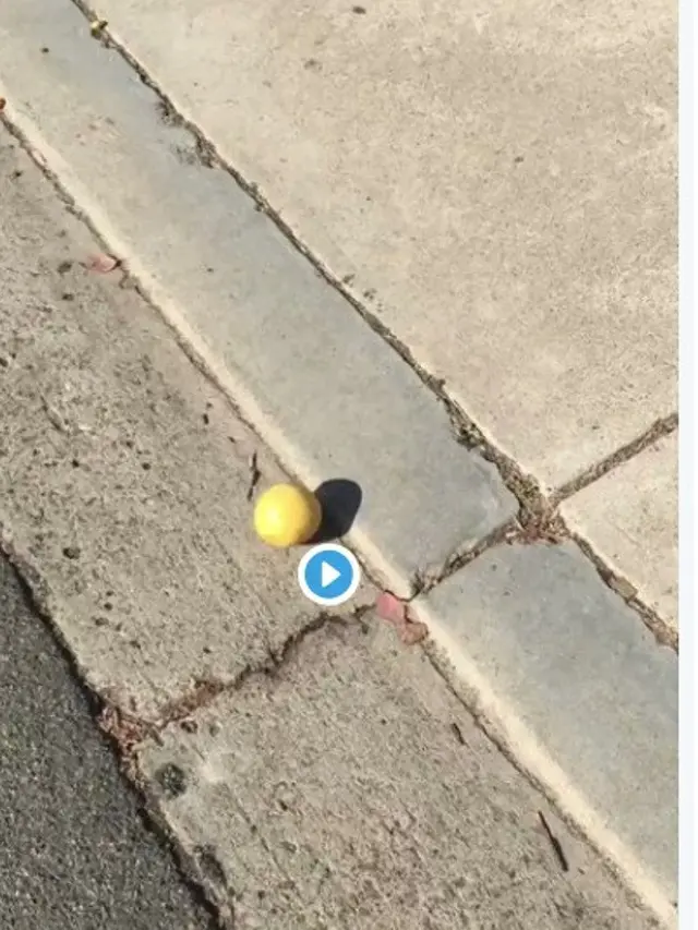 video lemon menggelinding jadi viral (Twitter/Mike Sakasegawa)