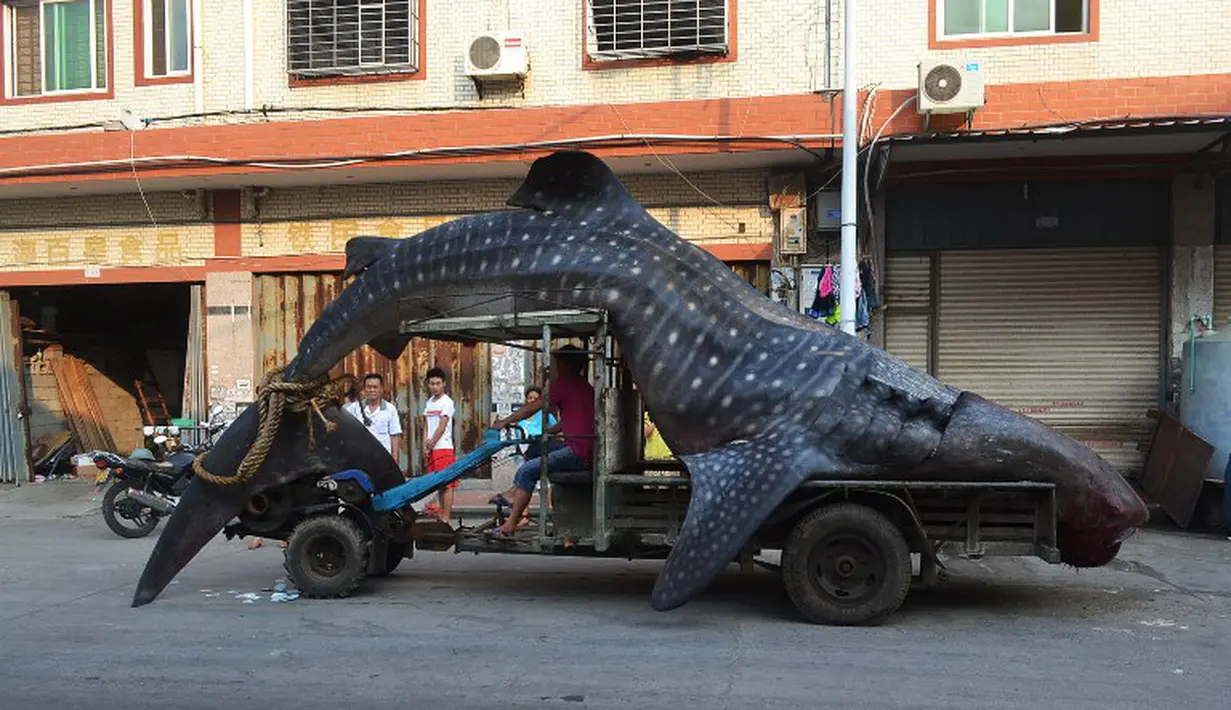 Ini bukan mobil karnaval. Ini ikan hiu asli di atas mobil kontraktor, Quanzhou, Tiongkok (1/8/2014) (AFP Photo/STR)