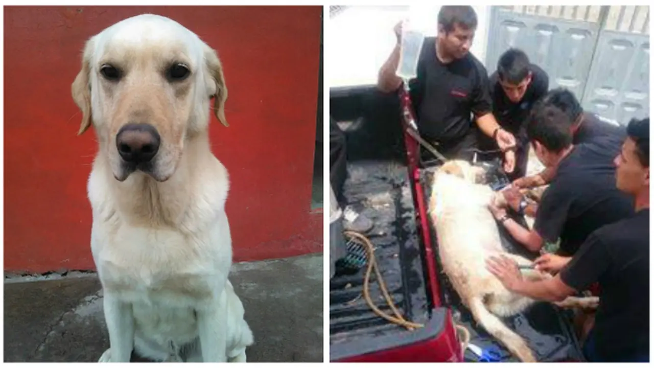 Anjing Pelacak Bertugas Hingga Ajal Tiba