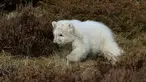 Seekor bayi beruang kutub berlarian mengitari kandangnya di Highland Wildlife Park, Skotlandia, Inggris, Selasa (20/3). Bayi beruang kutub tersebut lahir pertama kali di Inggris setelah kurun waktu 25 tahun terakhir. (Andrew Milligan/PA via AP)