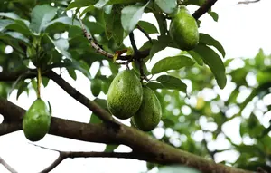 7 Penyebab Buah Alpukat Berukuran Kecil Meski Pohonnya Subur, Ternyata Bukan Kurang Pupuk