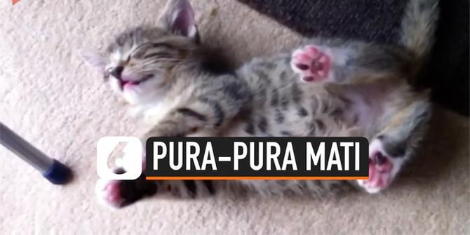 VIDEO: Tak Mau Diganggu, Anak Kucing Ini Pura-Pura Mati