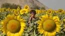 Seorang anak laki-laki Afghanistan berdiri di ladang bunga matahari di distrik Panjwai, provinsi Kandahar, pada 21 Oktober 2025. (Sanaullah SEIAM/AFP)