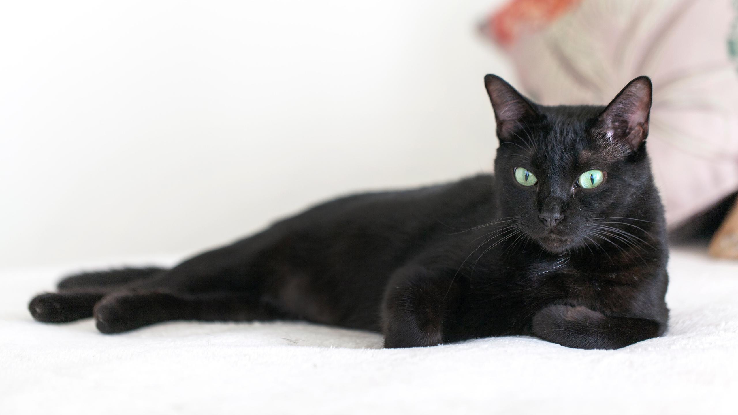 Kepribadian Kucing Hitam: Fakta Menarik, Karakteristik Unik, dan Mitos ...