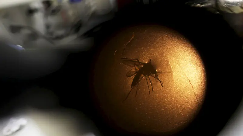 20160127-Pemerintah Brasil Berperang Melawan Virus Zika