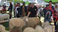 Gairahkan Ternak Domba Batur, Pemkab Banjarnegara Bikin Kontes
