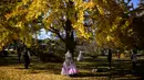 Memasuki bulan November, barisan pohon ginkgo yang berada di sini akan berubah warna menjadi kuning keemasan. (ANTHONY WALLACE / AFP)