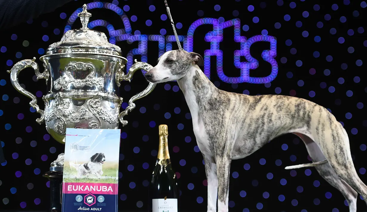 Anjing "Collooney Tartan Tease" (Tease), the Whippet berpose disamping trofi Best in Show pada hari terakhir Crufts dog show 2018 di National Exhibition Centre di Birmingham, Inggris (11/3). (AFP Photo/Oli Scarff)