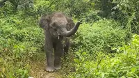 6 Video Viral Anak Gajah nan Menggemaskan, Ada Domang dari Taman Nasional Tesso Nilo