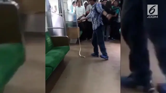 Sempat viral seekor ular bergelayutan di dalam KRL. Pihak pengelola KRL akan menindak tegas penumpang yang membawa binatang ke dalam kereta.