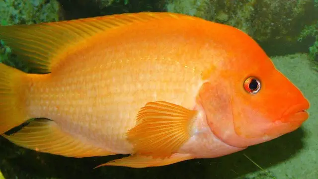 Ikan Red Devil. (Dok: kkp.go.id)
