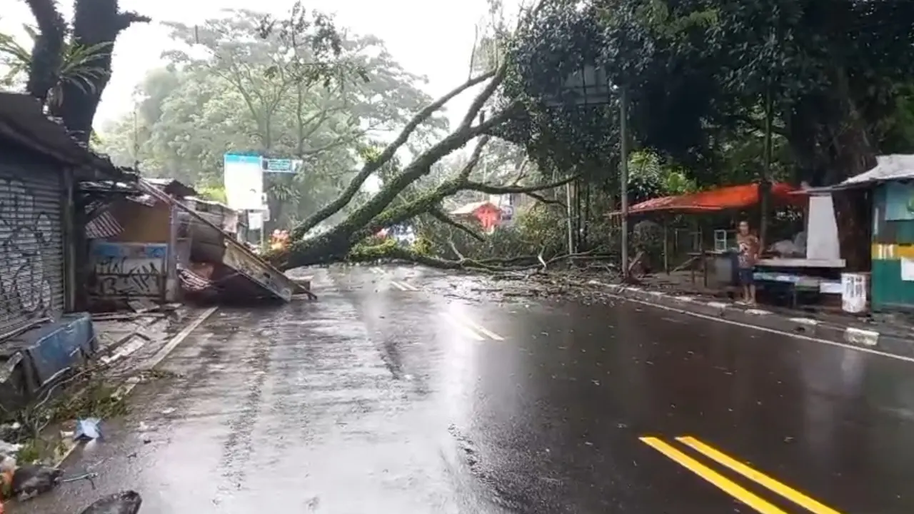 Pohon tumbang di Jalan Raya Ciawi-Puncak, Kecamatan Ciawi, Kabupaten Bogor.