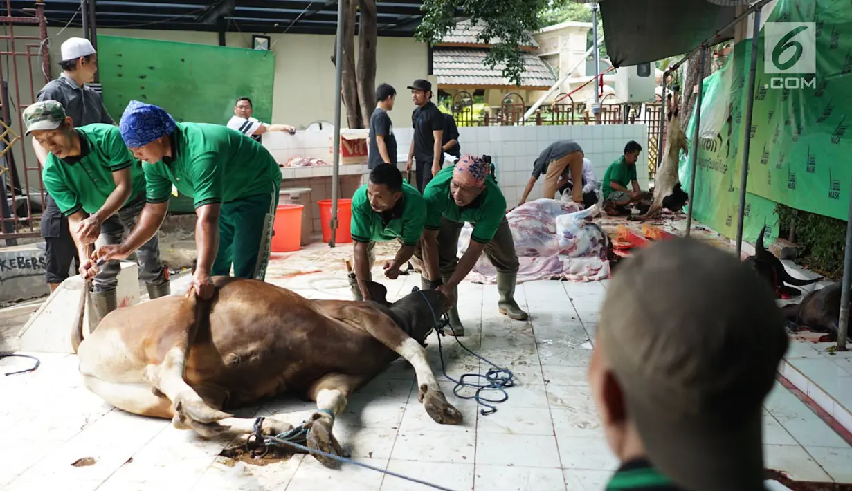 Petugas bersiap menyembelih sapi yang dikurbankan pada Idul Adha 1440 H di halaman Masjid Sunda Kelapa, Jakarta, Minggu (11/8/2019). Setiap tahun, Masjid Sunda Kelapa rutin melakukan penyembelihan hewan kurban yang berasal dari masyarakat. (Liputan6.com/Immanuel Antonius)
