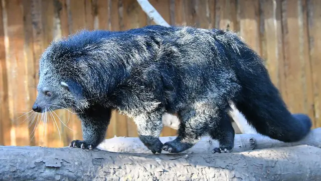 Populasi Binturong di Indonesia