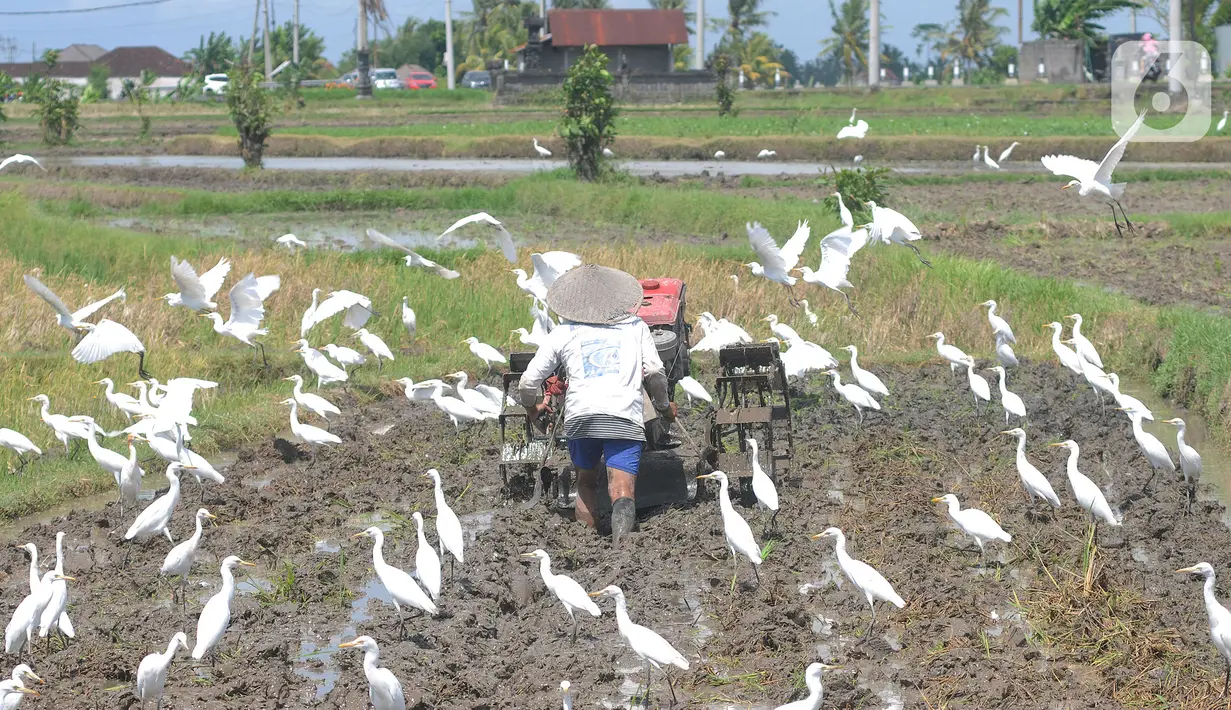 <p>Petani membajak sawah dengan menggunakan traktor dikelilingi burung kuntul yang mencari makan di desa Penarukan, Mengwi, Bali, Rabu (4/5/20222). Sawah tersebut akan ditanami padi jenis Cigeulis dengan masa umur panen sekitar 3 bulan. (merdeka.com/Arie Basuki)</p>