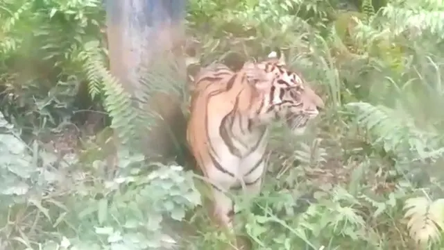 Harimau Sumatra yang muncul di pipa minyak PT BOB Kabupaten Siak yang berada di Taman Nasional Zambrud.