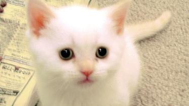 24+ Gambar Kucing Lucu Dan Menggemaskan - Kumpulan Gambar Lucu