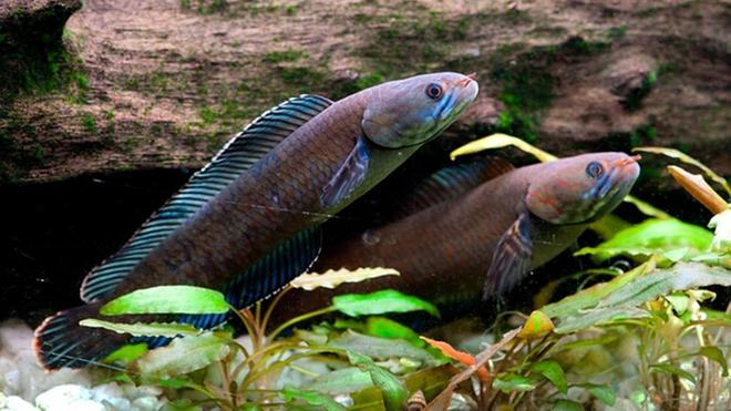  Penemuan  Spesies Baru  di Himalaya Salah Satunya Ikan 