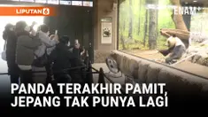 Sepasang panda raksasa Xiao Xiao dan Lei Lei, panda terakhir yang tinggal di Jepang, akan dipulangkan ke China pada Januari mendatang. Kepulangan ini menandai berakhirnya hampir 50 tahun keberadaan panda di Jepang, sekaligus memicu gelombang emosi da...