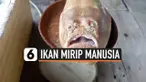 UNIKNYA IKAN DENGAN MATA DAN MULUT MIRIP MANUSIA