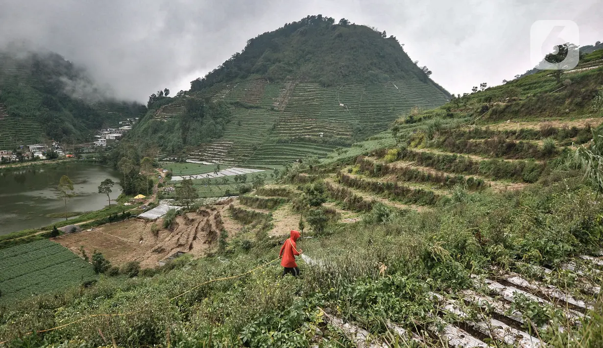 Seorang petani merawat lahan kentang dengan semprotan antihama di Desa Sembungan, Dieng, Jawa Tengah, 1Juli 2021. Menurut salah seorang petani, Pardi (51) kentang jauh lebih bernilai dibandingkan jenis sayuran lain lantaran harganya jauh lebih tinggi. (merdeka.com/Iqbal S. Nugroho)