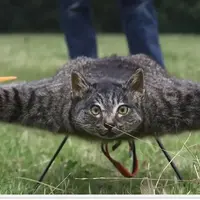 Kucing drone | foto ; istimewa