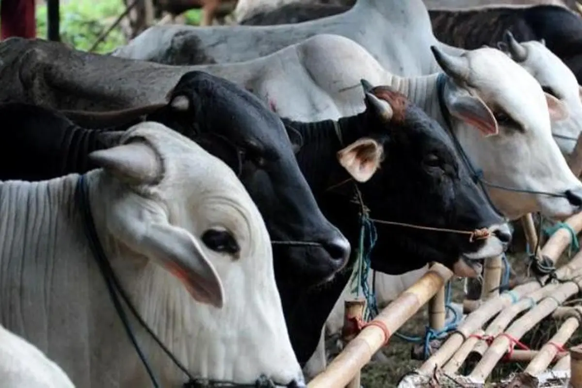 Ilustrasi hewan qurban.